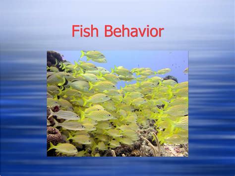 Fish Behavior .